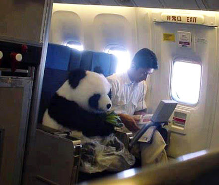 Pandas-on-loan-from-china