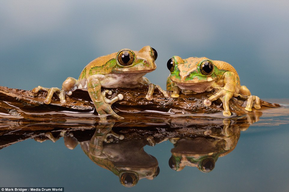 frogs-on-a-log