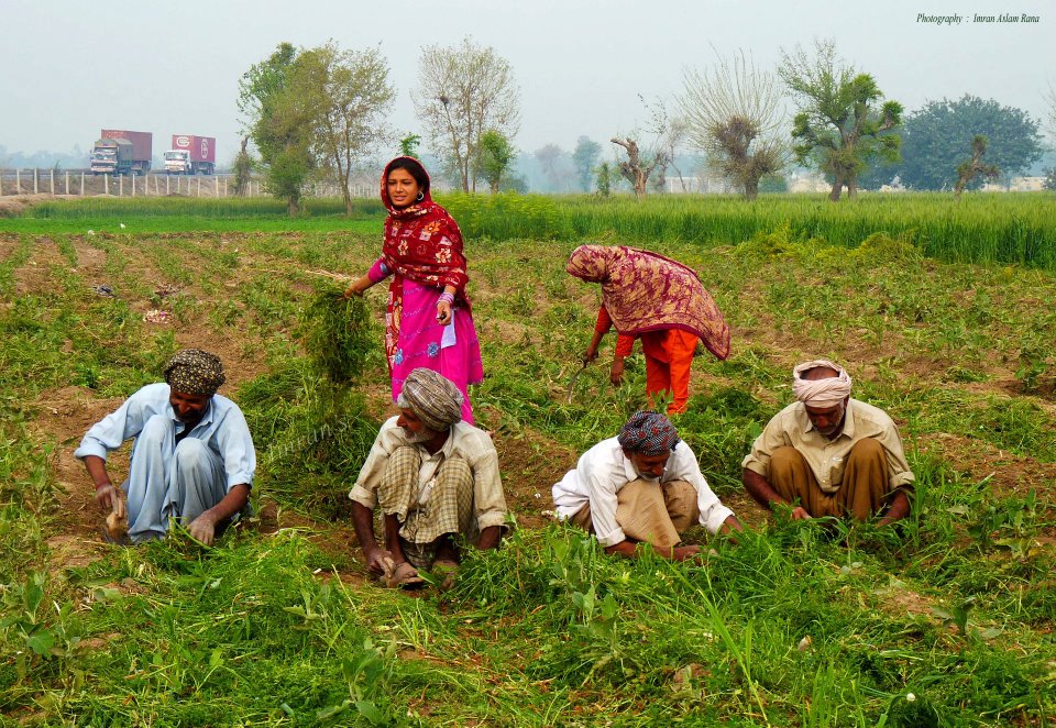 pakistani-farmers