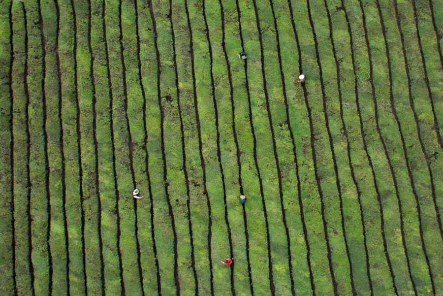 چائے کے کھیتوں کا ایک طائرانہ منظر۔ ڈونگی انگ، صوبہ ژی جیانگ 