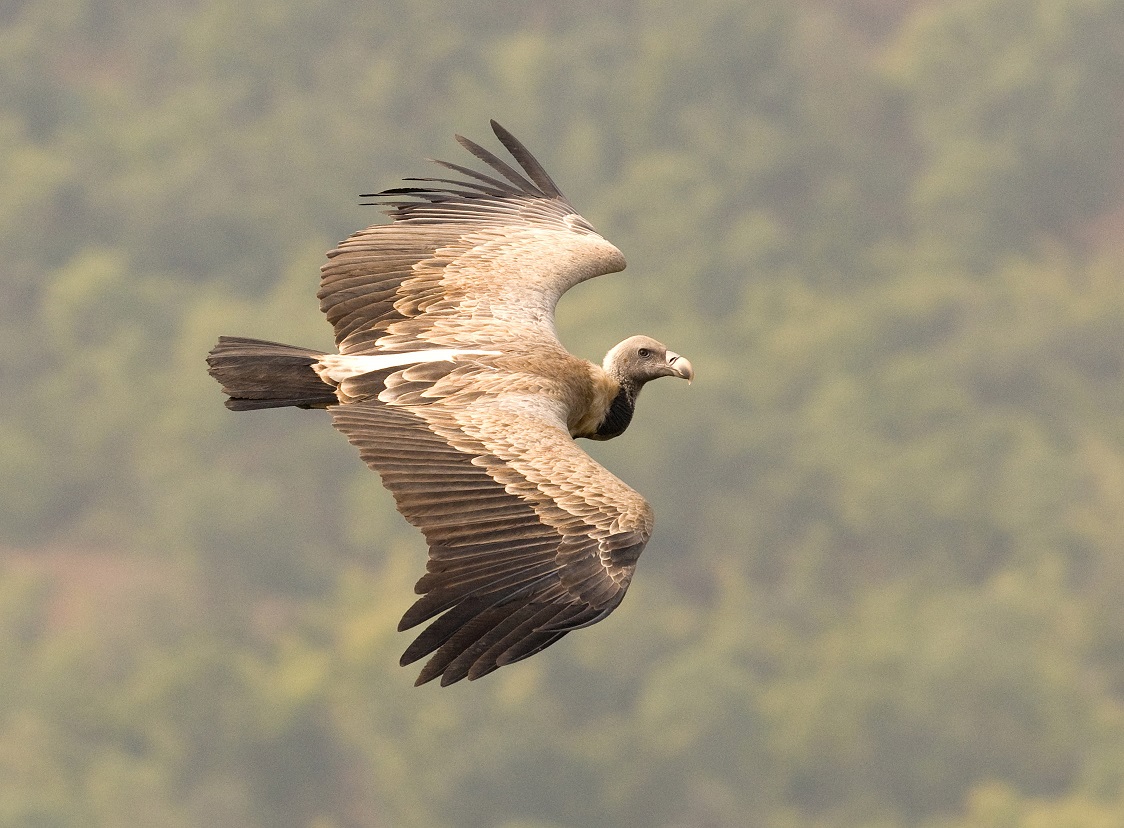 pakistani-vulture