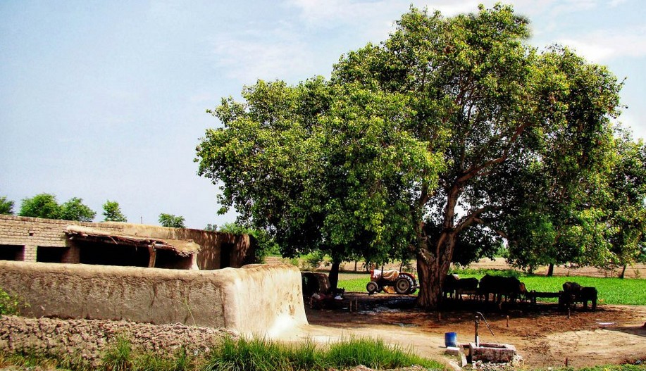 A-typical-village-house-in-Punjab-with-hand-pump-tractor-and-cattle-Photos-of-pakistani-villages