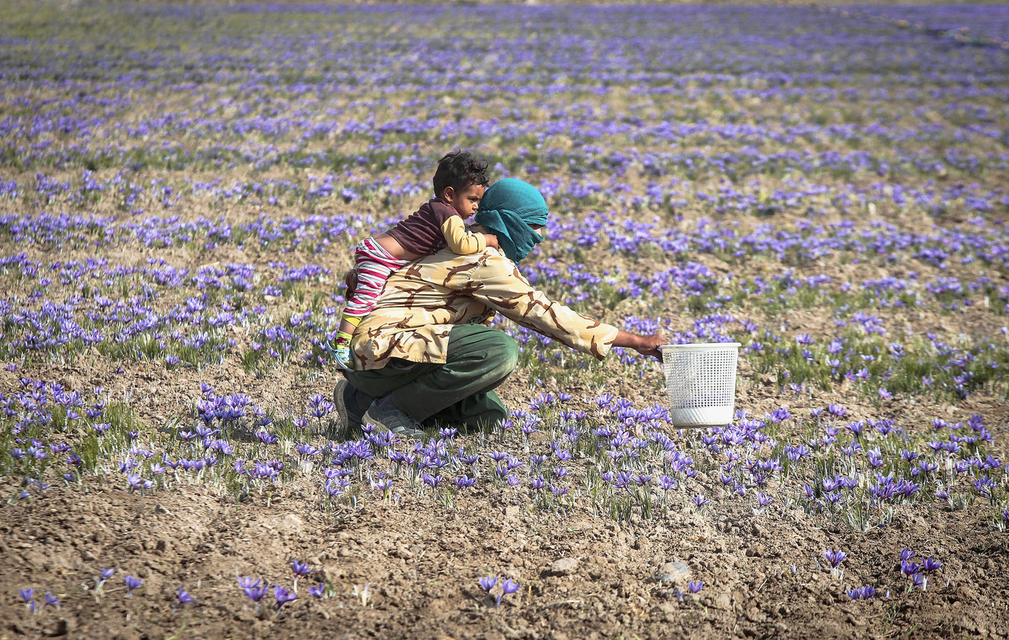 دنیا میں سب سے زیادہ زعفران ایران میں پیدا ہوتا ہے۔ یہ ملک دنیا کی 95 فیصد زعفران کی ضروریات پوری کرتا ہے