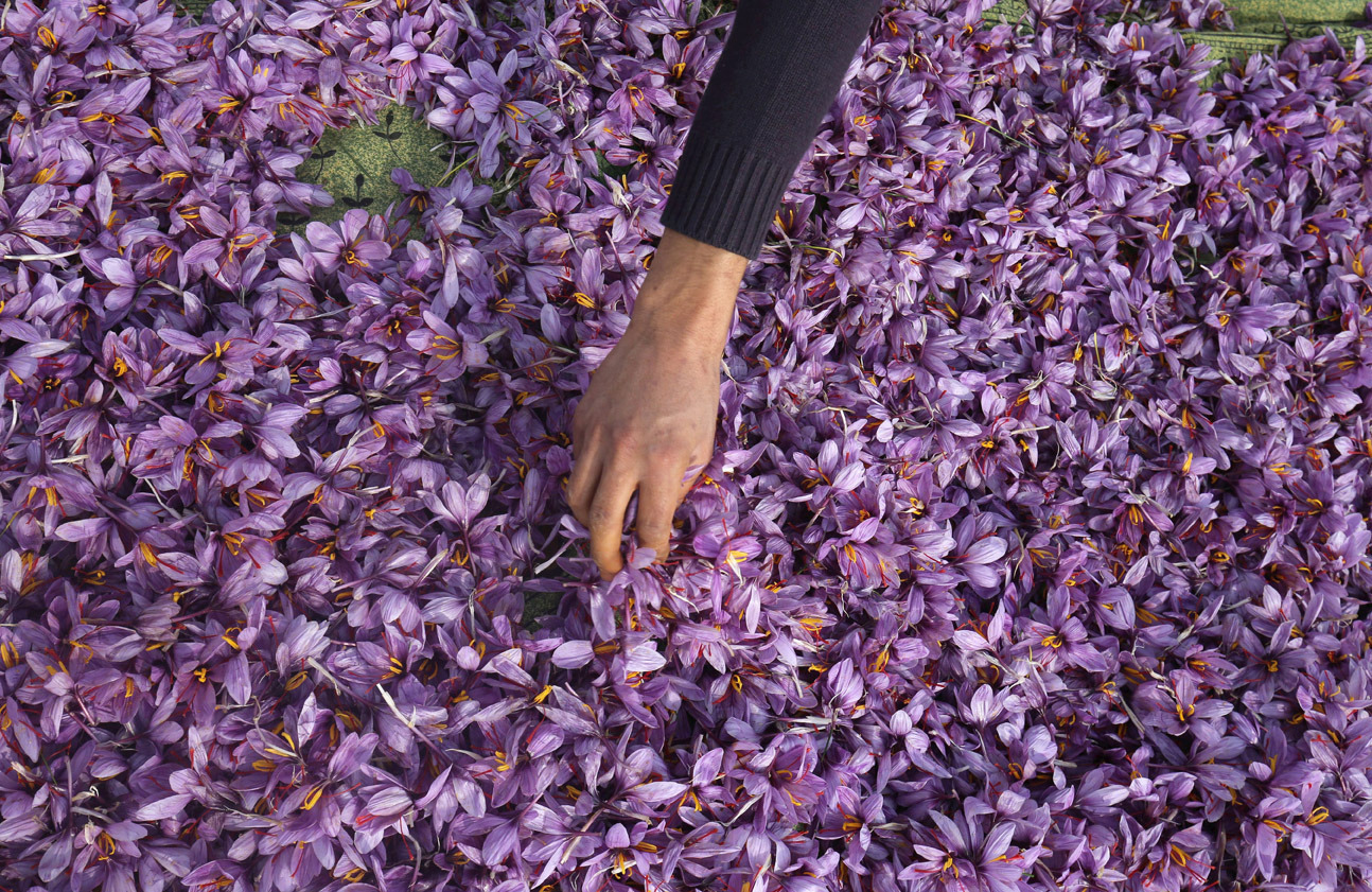 سری نگر کے قریب واقع زعفران کے کھیتوں میں پھولوں کو خشک کیا جا رہا ہے 