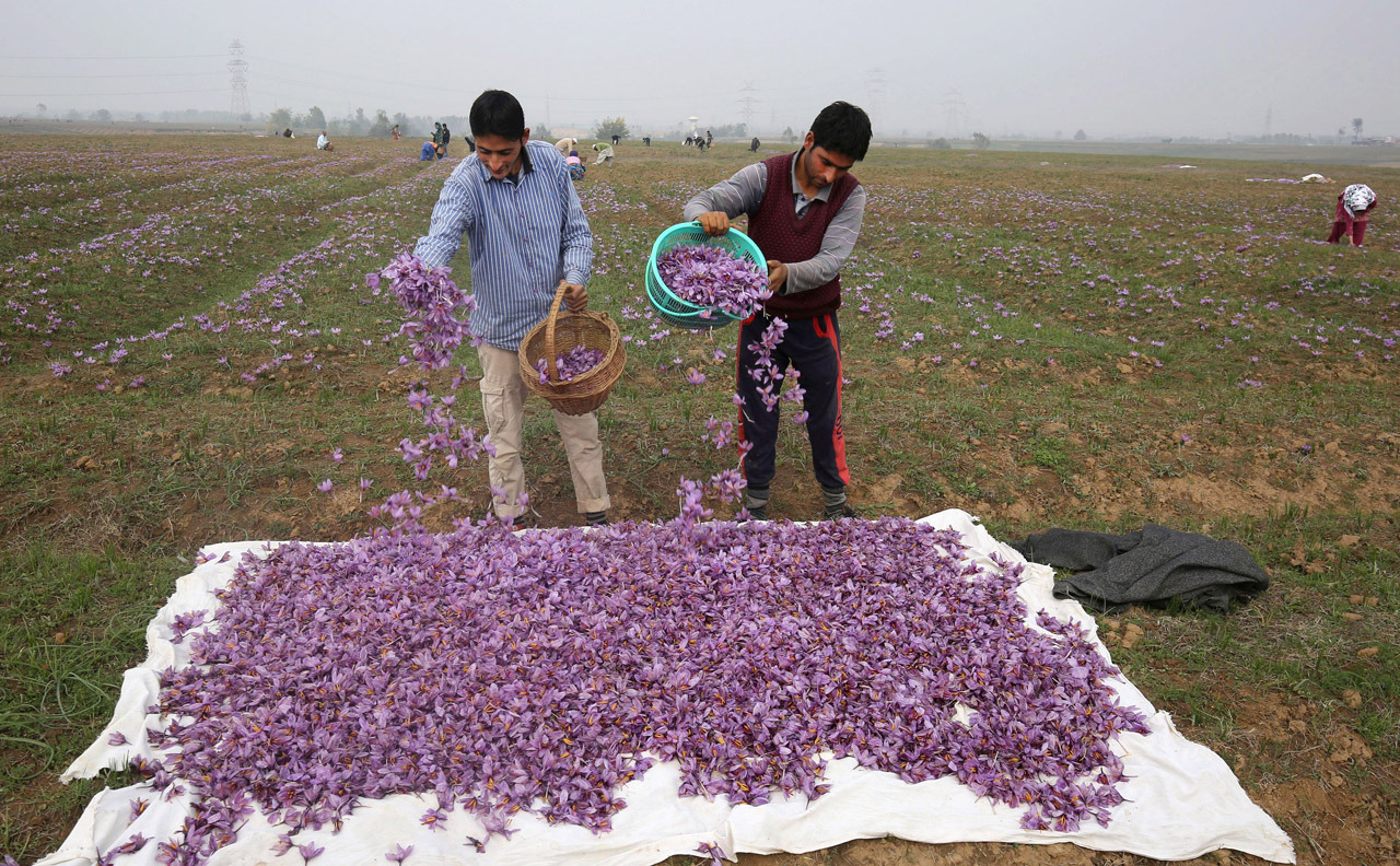 دارالحکومت سری لنکا سے 25 کلومیٹر دور پمپور کے علاقے میں زعفران کے پھول جمع کیے جا رہے ہیں۔ اپنے اعلیٰ ترین زعفران کی وجہ   سے پمپور دنیا بھر میں شہرت رکھتا ہے۔