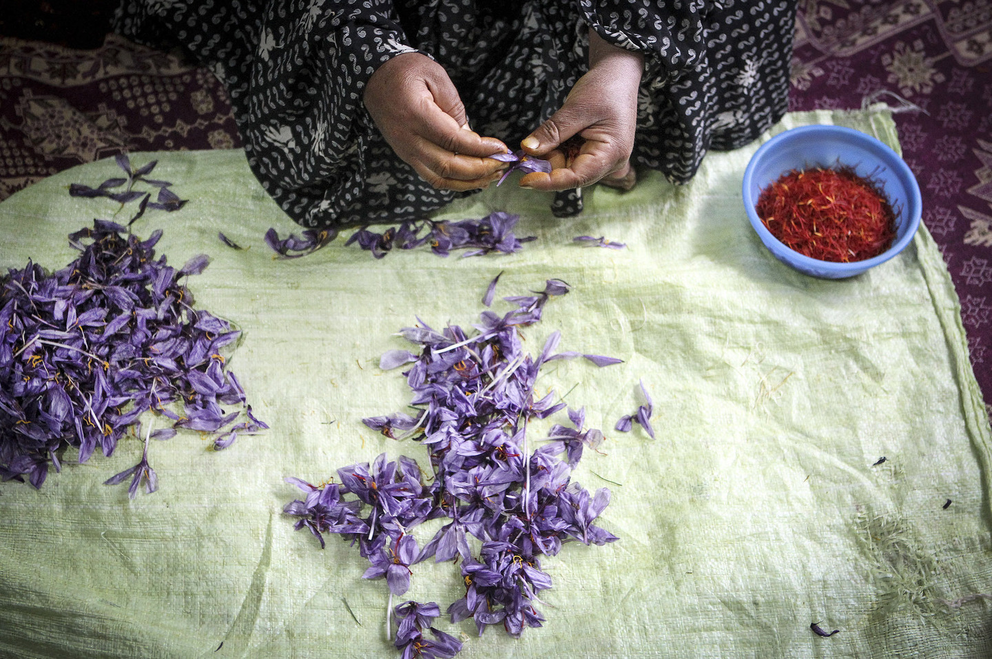 شمال مشرقی ایران میں تربیت حیدریہ کے مقام پر ایک خاتون زعفران کے پھولوں کو صاف کررہی ہے 